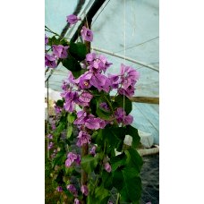 Begonvil Fidanı 3 Yaş Ada Begonvili