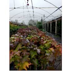 Amerikan Sığlası Fidanı 3 Yaş 