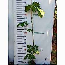 Amerikan Meşesi 3 Yaş Aşılı 