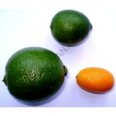 3 Yaş Aşılı Limequat Fidanı