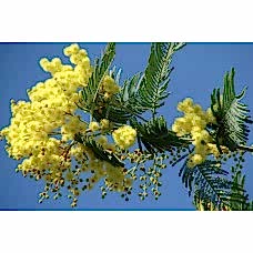 Mimoza (akasya) Fidanı 3 Yaş Aşılı 