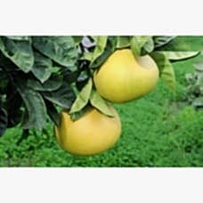 3 Yaş Aşılı Şadok (pomelo) Fidanı