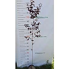 Süs Eriği Fidanı 3 Yaş Aşılı 