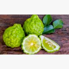 3 Yaş Bergamot Fidanı