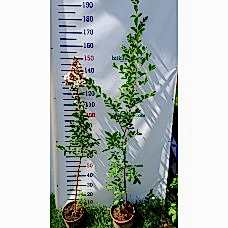 Oya Ağacı 3 Yaş Beyaz 