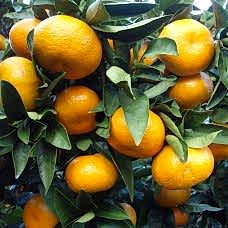 3 Yaş Bodrum Mandalinası Fidanı