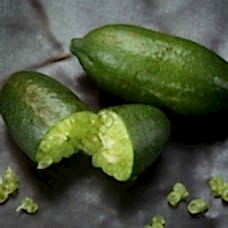 3 Yaş Fingerlime Fidanı