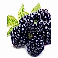 Böğürtlen Fidanı 3 Yaş Jumbo 