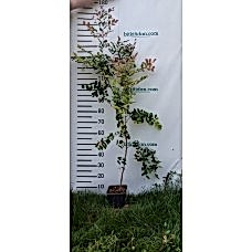 Loropetalum Fidanı 3 Yaş 