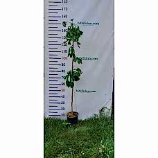 Mabet Ağacı-Ginkgo biloba 3 Yaş 