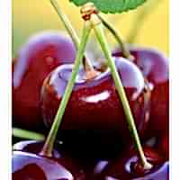 3 Yaş Napolyon Kiraz Fidanı