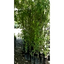 Söğüt Fidanı 3 Yaş 