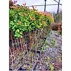 Alev Ağacı Fidanı 3 Yaş Tijli 