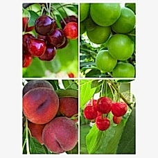 4 'lü Hobi Bahçesi Meyve Fidanı Paketi