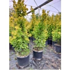 Altuni Taflan 4 Yaş 4'lü Dikim 