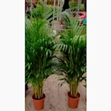4 yaş Areca Palmiyesi-Dypsis Lutescens 160-180 cm