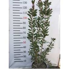 Fırça çalısı Bitkisi 4 Yaş 