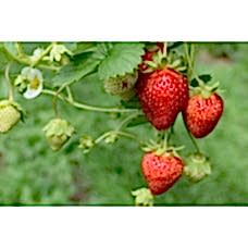 Çilek Fidesi 45'li Yediveren