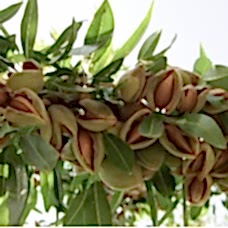 Badem Fidanı Paketi 4'lü