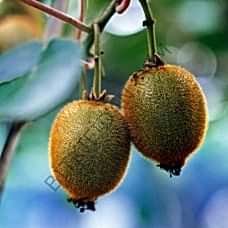 4'lü Hayward Kivi Fidanı Paketi