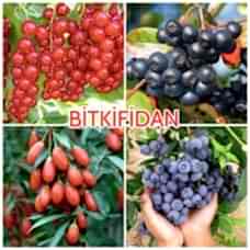 4'lü Üzümsü Meyve Fidanı Paketi