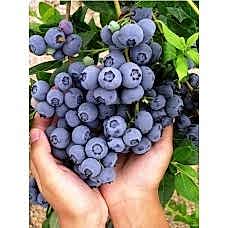 4'lü Yaban Mersini Fidanı Paketi