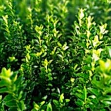 Sütun Taflan  paketi 50 Adet  