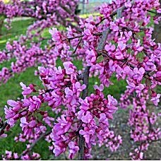 Erguvan fidanı 2 yaş 