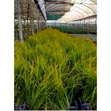 Carex Acarus Bitkisi  10'lu