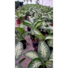 Diffenbahya Bitkisi - 60 Cm