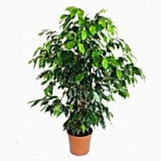 Ficus Benjamin Daniella 90-100 Cm