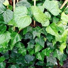 Sarmaşık hedera bitkisi