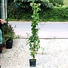 Kokulu Hanımeli fidanı