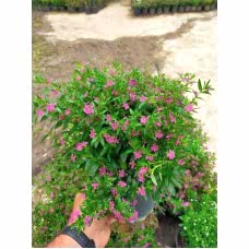 Kufeya Cennet Çiçeği