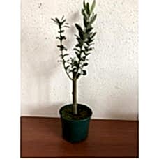 Minyatür Zeytin Fidanı