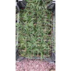 Osmanlı Çimi fidesi 45 adet