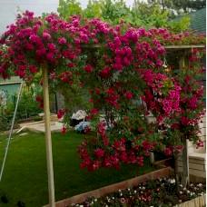 Sarmaşık Gül Fidanı 3 Yaş Koyu Pembe 