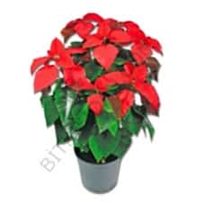 Saksılı Atatürk(ponsetya) Çiçeği