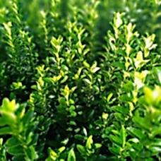 Sütun Taflan Fidanı