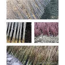 Çöğür ( Armut) 100'lü demet