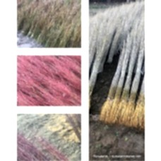 Çöğür ( Mahlep ) 100'lü Demet