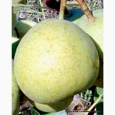 Ankara Armut Fidanı