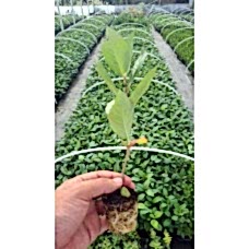 1 Yaşlı Viyolde Nero Aronia ( Aronya) Fide