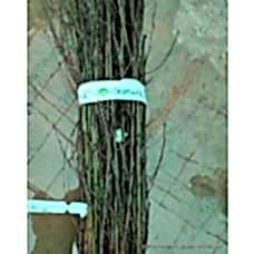 Amasya Çeşidi Elma Aşı Kalemi