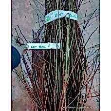 Can Erik Aşı Kalemi