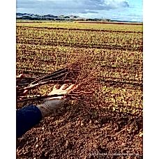 Amerikan anaç (köklü)