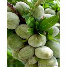 Antoneta Badem Fidanı