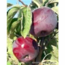 Arap Kızı Elma Fidanı