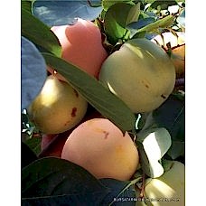 Hachiya Trabzon Hurma Fidanı