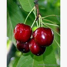 0900 Ziraat Napolyon Kiraz Fidanı